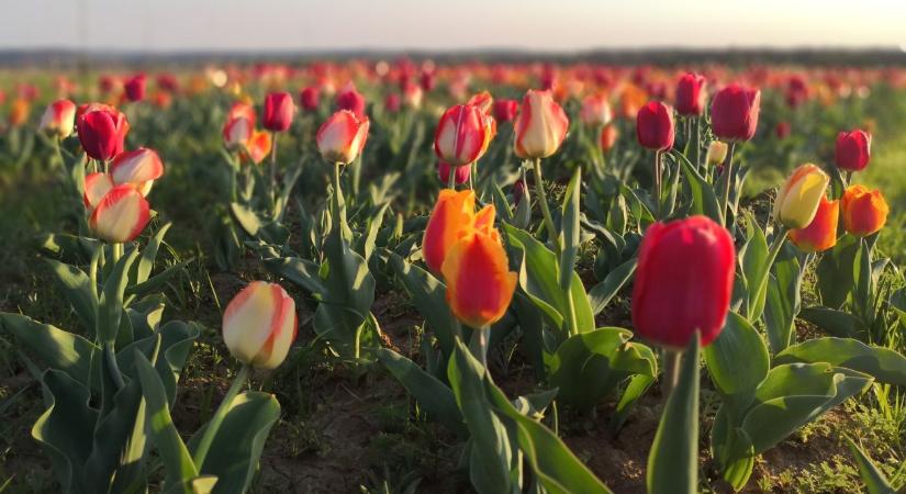 Szedd a tavasz virágait: tulipánszüretek az országban