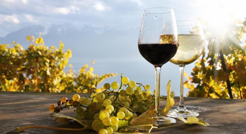 Íme, az alapvető különbségek fehér és vörösbor között