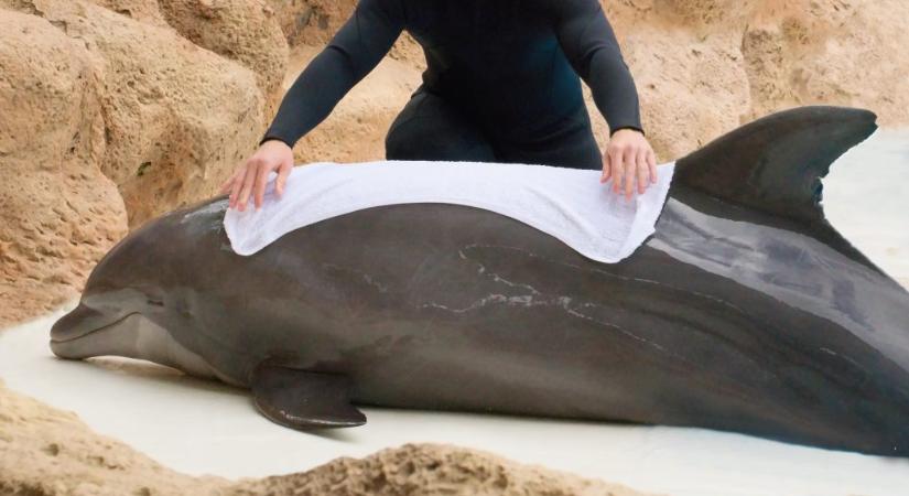 Szélerőmű okozhatta nyolc delfin pusztulását