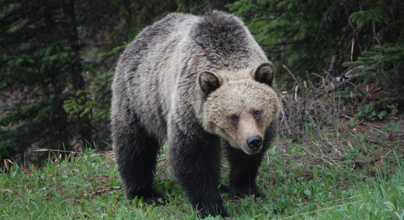 Medve támadt rá egy gyanútlanul gyalogosra Kovácspalotán