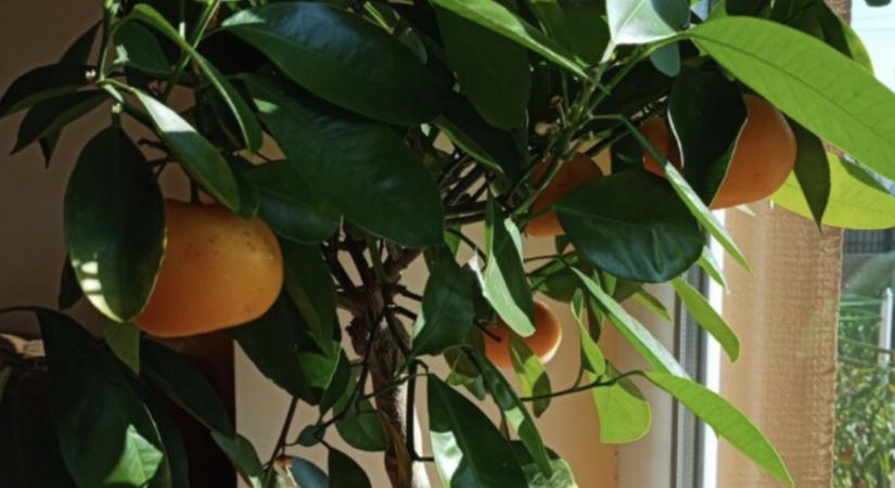 Mestermódszer: így növesztettem tömegszámra a mandarint a konyhámban