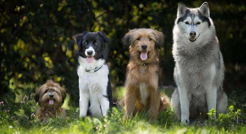 Újabb hasonlóságot találtak a kutyák és emberek között