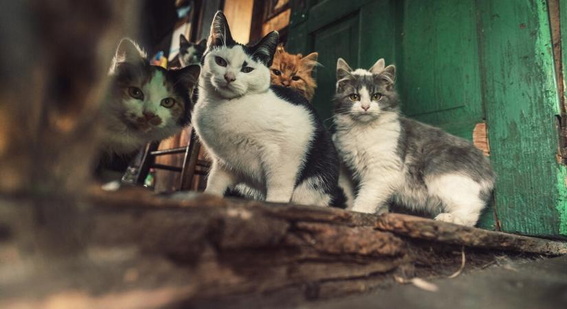 107 beteg macskával élt egy lakásban a kőbányai nő