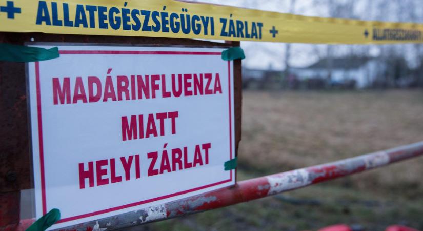 Madárinfluenza járvány tört ki egy Nógrád vármegyei lúdtelepen
