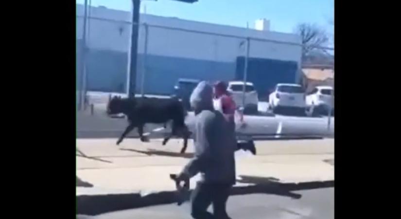 Kitört egy tehén egy brooklyni vágóhídról, jutalmul egy farmon élhet tovább
