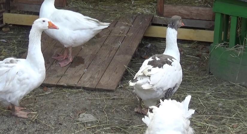 Ismét felütötte a fejét a madárinfluenza járvány