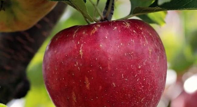 Ez lehet a sikeres magyar almatermesztés kulcsa
