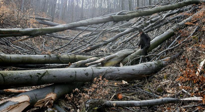 Halálos baleset történt Bükkszenterzsébeten: egy fa dőlt egy férfira