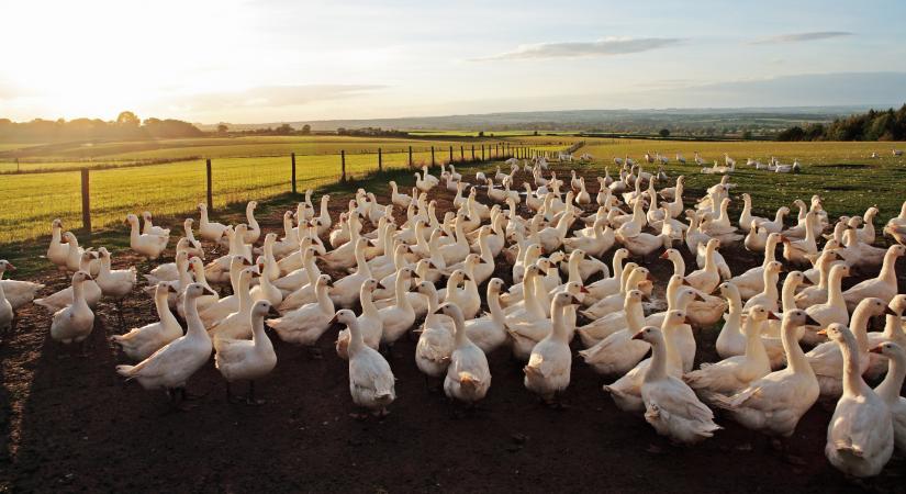 Tovább terjed hazánkban a madárinfluenza: több ezer ludat kell leölni