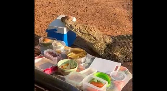 Videó: becsatlakozott a baráti piknikbe a krokodil, aztán ellopott egy hűtőtáskát