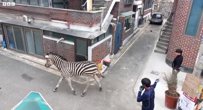 Videó: így kószál Szöul utcáin az állatkertből megszökött zebra