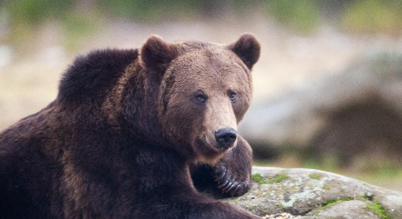 Kocogókra támadt egy medve Szlovákiában