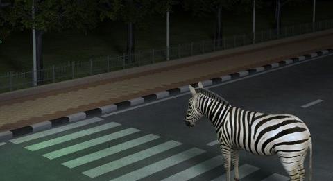 Videón, ahogy egy zebra kóborol Szöul utcáin