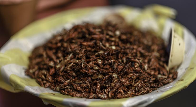 Új világ jön Magyarországon: „Figyelem! Az élelmiszer rovarfehérjét tartalmaz!”