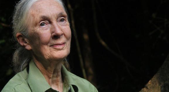Jane Goodall Budapesten is bemutatja A remény könyvét