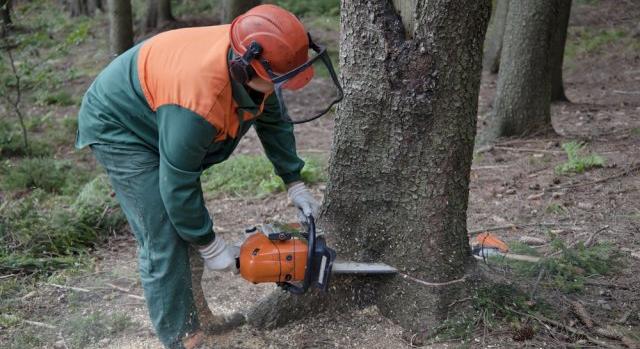 Magyarázkodik a fideszes polgármester, aki tarra vágatta az erdőt, ahol lombkoronasétányt épített uniós pénzből