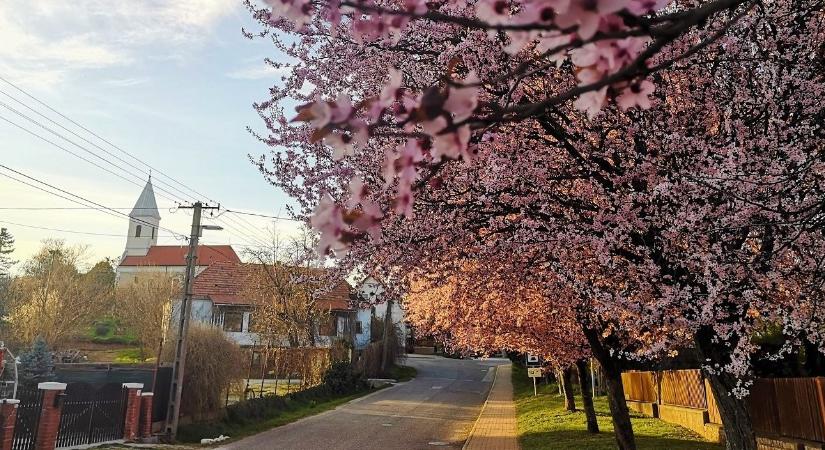 Japán virágzásfesztivált is tarthatnának Paloznakon