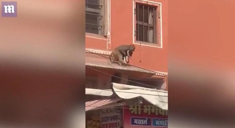 Sokkoló videó arról, hogy rabolja el a család házi kedvencét a tetőn át egy alattomos majom