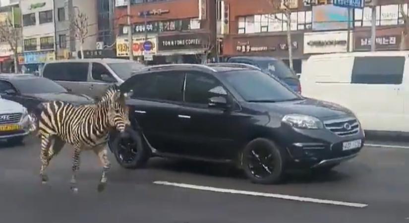 Zebra rohangált Szöul utcáin (VIDEÓ)