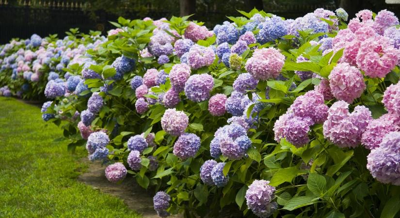 Ültesd ezeket a növényeket a hortenziád köré, és tiéd lesz a legszebb virágos kert