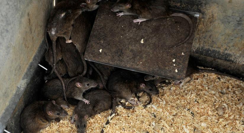 A búcsúzó patkányirtó cég szerint a megbízásuk alatt kevesebb lett a patkány Budapesten