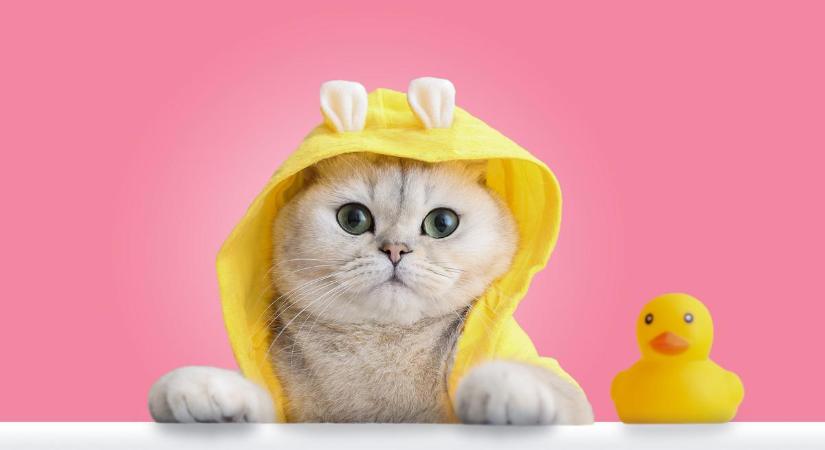Az állatorvos válaszol: Így fürdesd meg a macskádat és nem éli meg traumaként