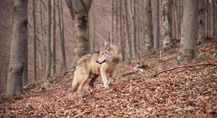 Hosszú utat tett meg: már Nógrádban jár a "svájci" farkas