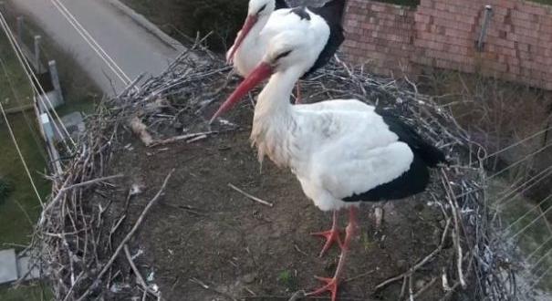 Párosan szép az élet – megérkezett a második magyarfenesi gólya