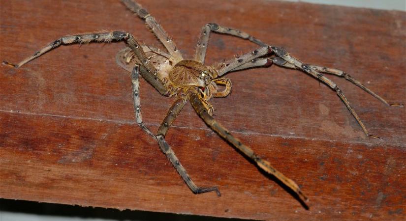 Ritka óriáspókot észleltek az ausztráliai Queenslandben
