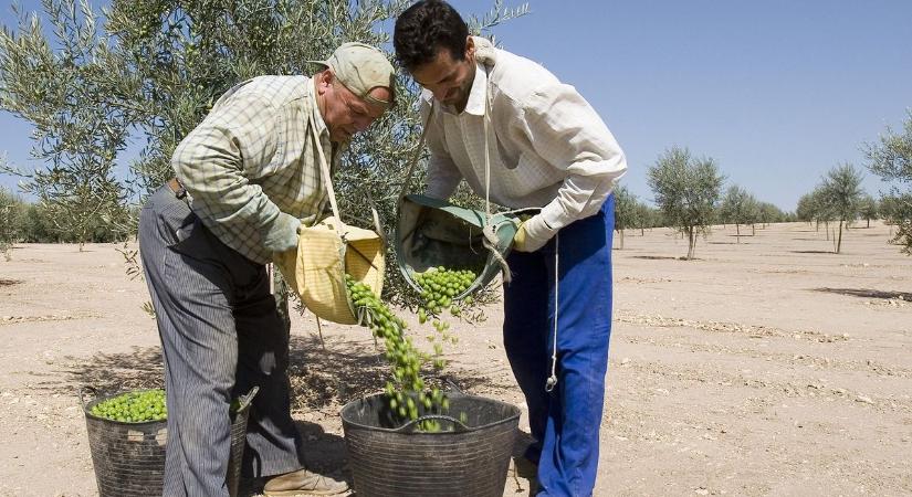 Drasztikusan emelkedhet az olívaolaj ára