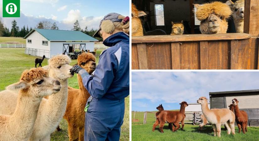 Az angol farmerek új, kiegészítő jövedelemforrása az alpaka sétáltatás