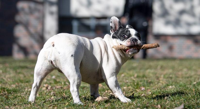 Picur nevű kutyából van a legtöbb Magyarországon, a francia bulldog a legnépszerűbb fajta