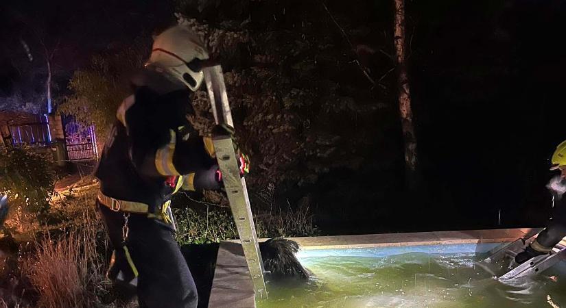 Kerti medencébe esett egy vaddisznó Budakeszin, a helyi önkéntes tűzoltók próbálták megmenteni