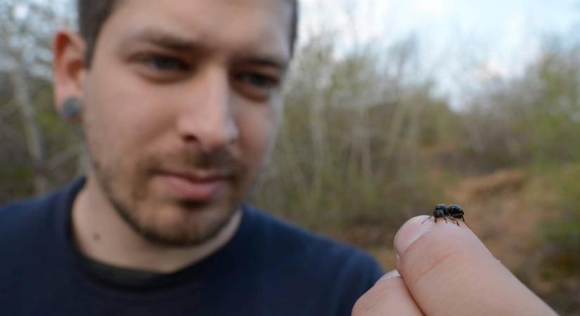 Gombatermesztő, úszó és viszálykodó hangyák: ezeket mind megfigyelheti egy otthoni hangyakutató