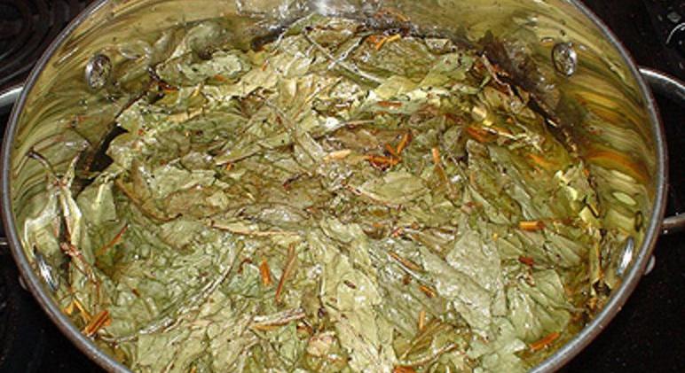 Kutatás bizonyítja: az ayahuasca-főzet hatása alatt leépülnek a gátlások és az agyműködés kaotikussá válik