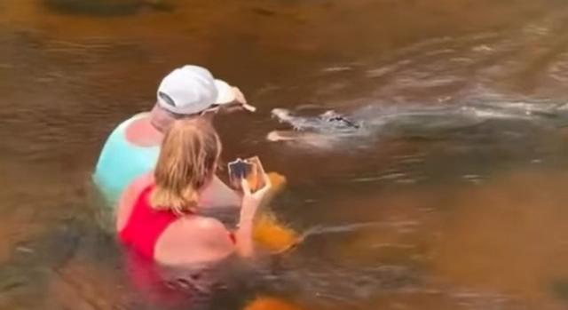 Villámgyorsan terjed a videó, amelyen egy férfi a vízben ülve, kézzel etet egy aligátort