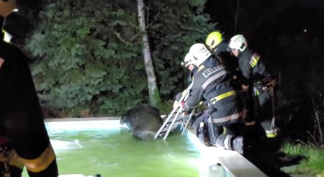 Vaddisznó-wellness – tűzoltók segítettek egy vaddisznónak kikászálódni a budakeszi család úszómedencéjéből