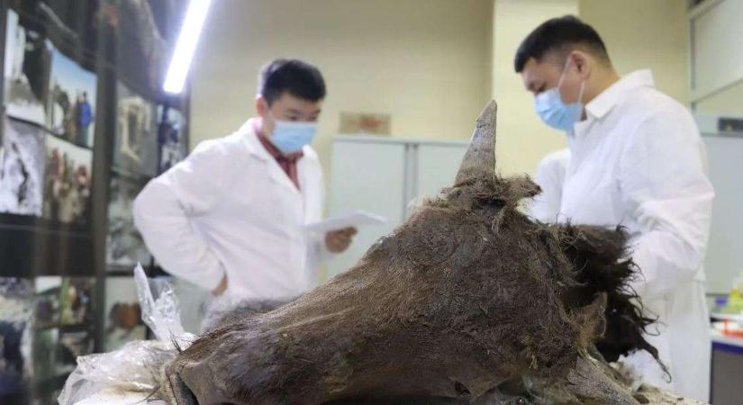 8000 éve halott bölényt klónoznának a kutatók