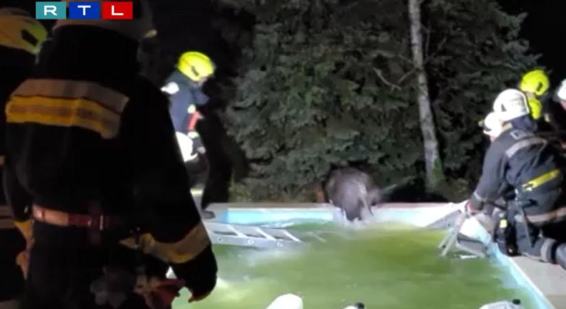 Úszómedencébe ragadt vaddisznót mentettek a rendőrök Dunakeszin