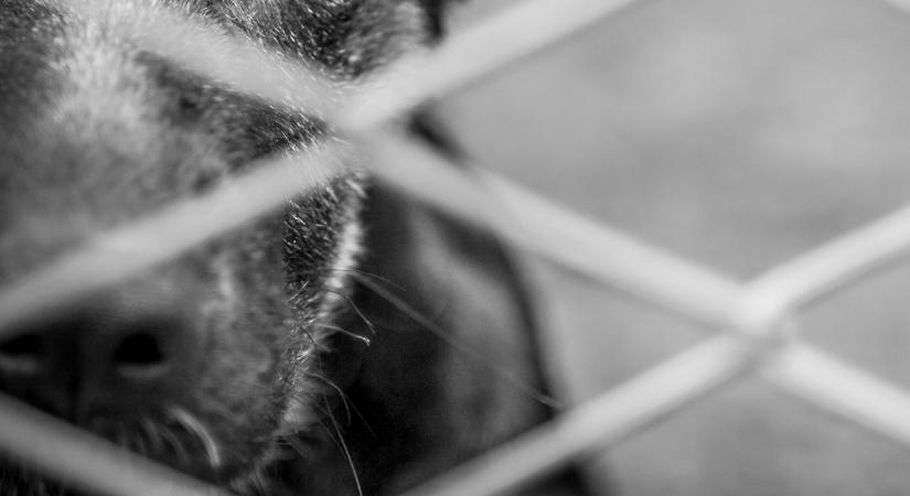 Brutális kutyatámadás Győrben: ketrecből szabadult állat támadt rá a szomszédra, majd végzett egy kisebb ebbel