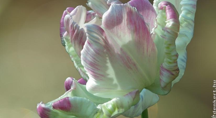 El sem hiszed mennyibe került a világ legdrágább tulipánja