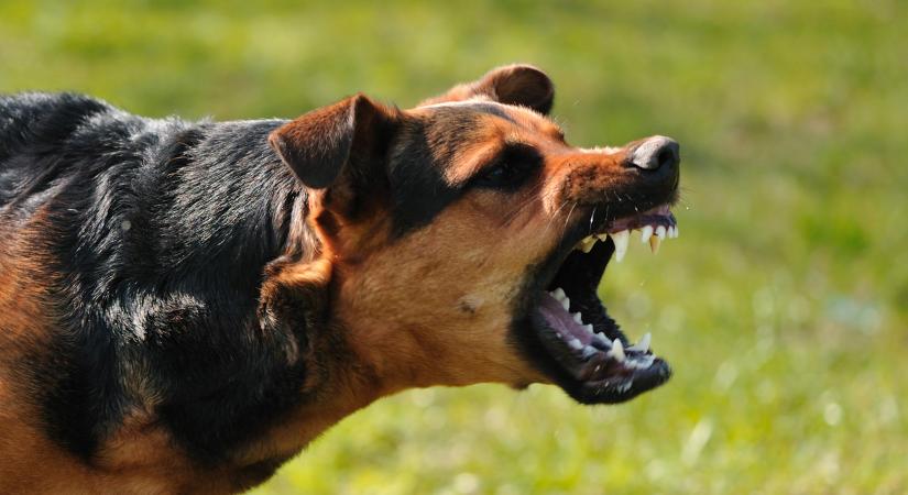 Brutális kutyatámadás volt Győrben