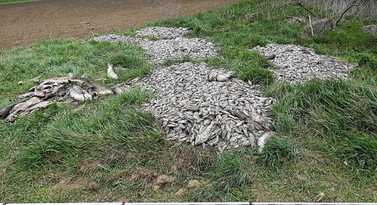 Több száz kiló haltetemet szórtak szét Gáborjánál: az állati eredetű hulladék alkalmas lehetett volna az emberi élet veszélyeztetésére