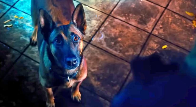 A John Wick-filmek producere szerint további spinoffokra is számíthatunk: Akár még azt is megtudhatjuk, honnan jönnek azok a gyilkolásra kiképzett kutyák