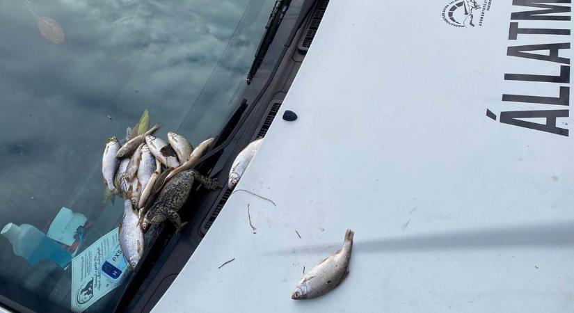Maffiamódszer: valaki döglött halakkal, békával üzent a tatai állatvédőknek