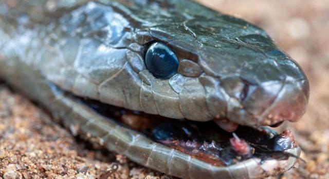 Mérgeskígyókkal osztotta meg otthonát a holtan talált pittsburghi férfi