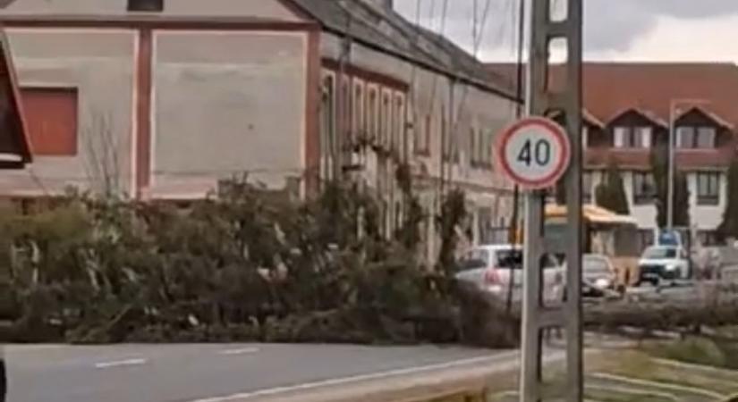 Hatalmas fenyőfa zuhant az útra Csepregen – Több villanyoszlop kidőlt – videó