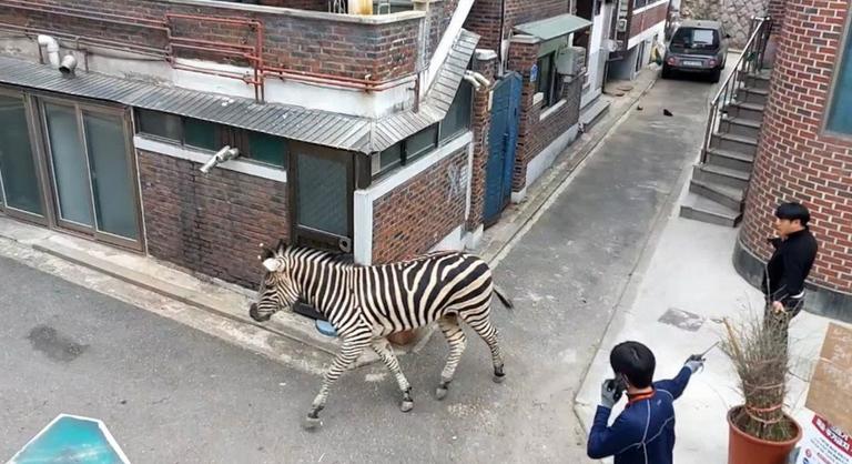 Szomorú történet húzódik a Szöulban elszabaduló zebra ámokfutása mögött