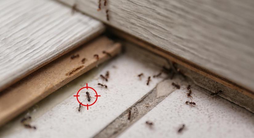 Meggyűlik a bajod a hangyákkal? Használd ezt az egyszerű házi keveréket, és ez a probléma már a múlté