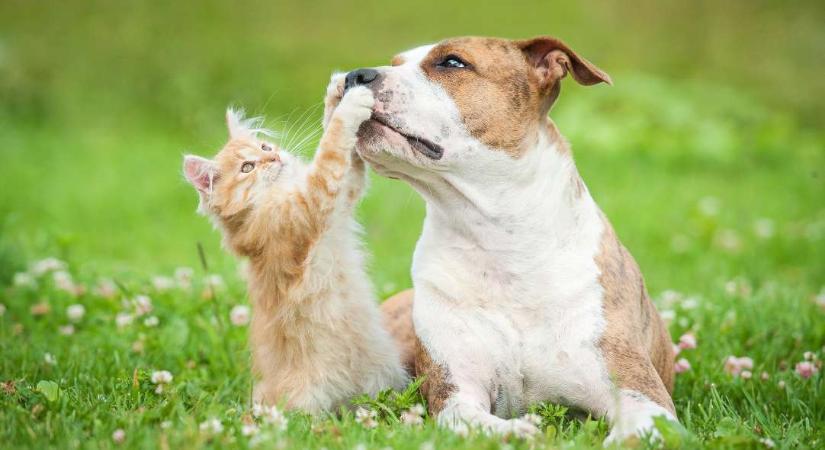 Bélférgesség kutyáknál - Típusai, tünetei és a megelőzés lehetőségei